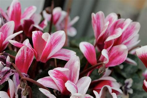 Pink And White Flowers Are In A Vase