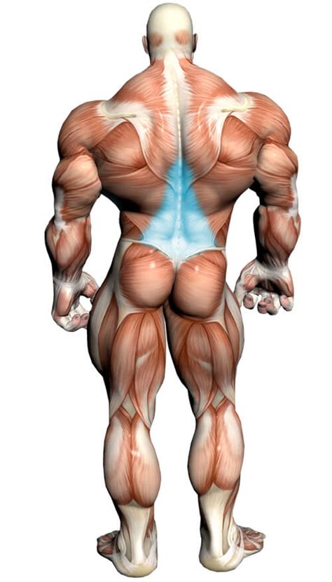 The spinal erectors are thought of as the lower back muscles. Dumbbell Deadlift Video Exercise Guide & Tips | Muscle & Strength