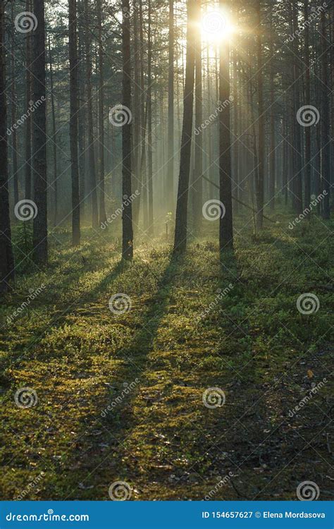 High Pine Forest Illuminated By Bright Sunshine Rays Stock Image