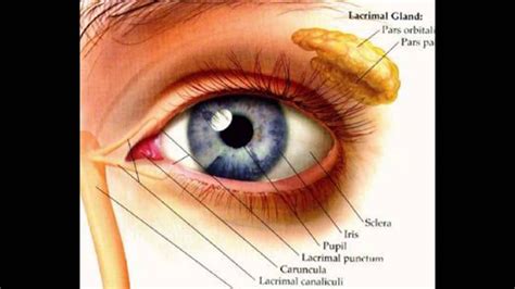 Eye Anatomy Parts Sexiz Pix