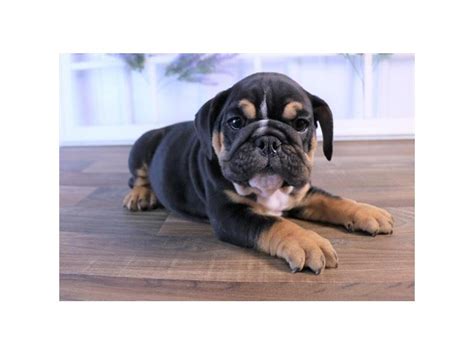 English Bulldog Dog Male Black Tan 2439810 Petland Carriage Place