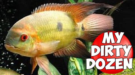 12 Incredible New World Cichlids Some Rarely Seen Youtube