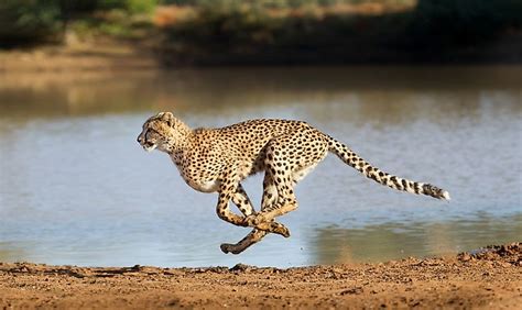 Top 123 Which Is Fastest Animal On Earth