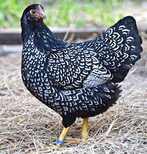 Silver Double Laced Barnevelder Greenfire Farms Wow This Is A