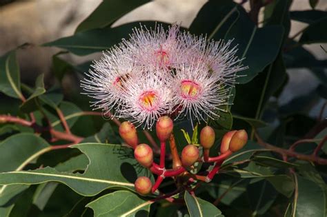 Pink Flowers And Buds Of A Corymbia Summer Beauty Tree Stock Photo