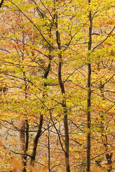 Beech Trees In Autumn Stock Image B8640158 Science