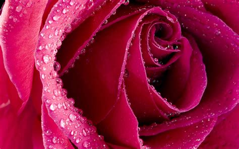 Looking for the best rose flower wallpapers? Red Rose Wallpapers Free Download Group (70+)