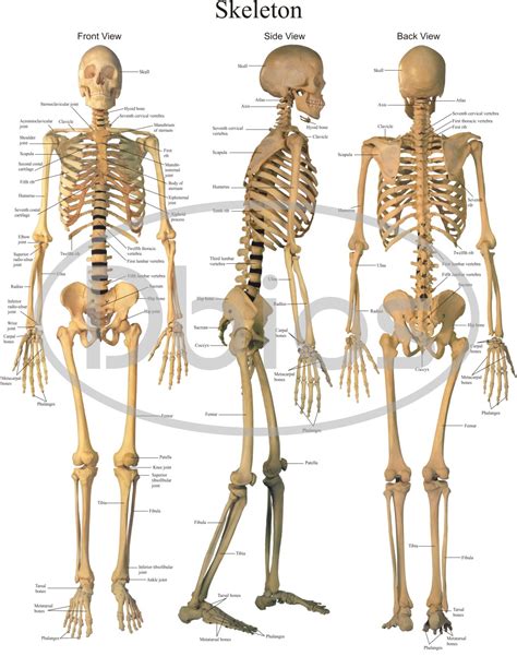The hip and hip joint anatomical chart is a clean and clearly illustrated view on the human anatomy regarding the hip bones and muscles. Anatomy Charts - For Classes, Not Masses
