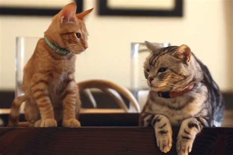 new commercial brings back the hilarious dear kitten ads