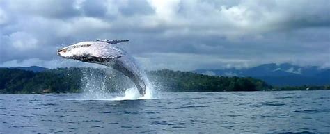 Avistamiento De Ballenas Bahía Solano 2022