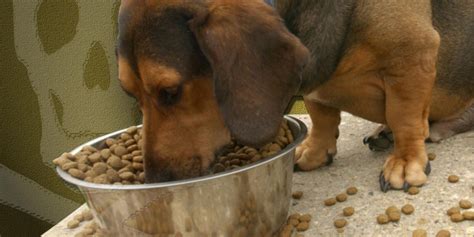 Here are our top picks for the best dry dog food that you should consider: FDA recalls several brands of dry dog food following ...
