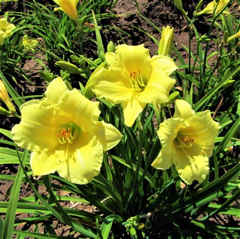 Daylily Fragrant Returns Reblooming Daylily Fragrant Hemerocallis