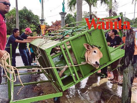 Isteri dalam sangkar episod 29. Inovasi Sangkar Sembelihan Mudah Alih Mampu 'Tumbangkan ...