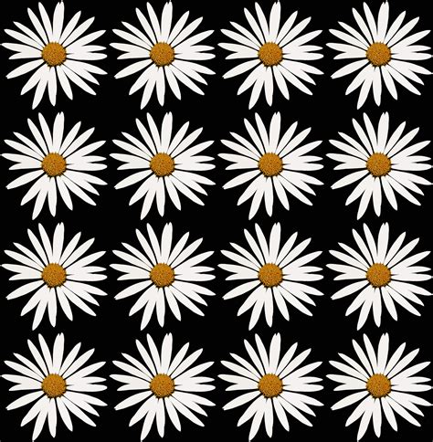 White Daisy On Black Background Free Stock Photo Public Domain Pictures