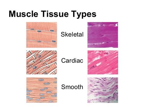 Example Of Muscle Tissue In Human Body