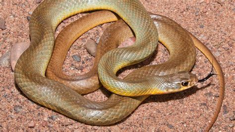 Brown Garter Snake Texas Plains Gartersnake Thamnophis Radix