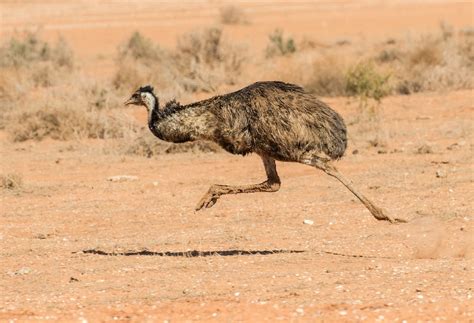 Emu Vs Cassowary Who Would Win Australian Geographic