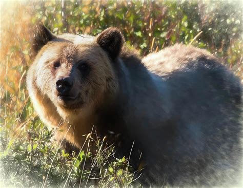 A Female Grizzly Bear Looking Alertly At The Camera Digital Art By