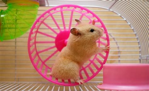 Hamster Essential Supplies List 11 Things To Get For Your New Pet