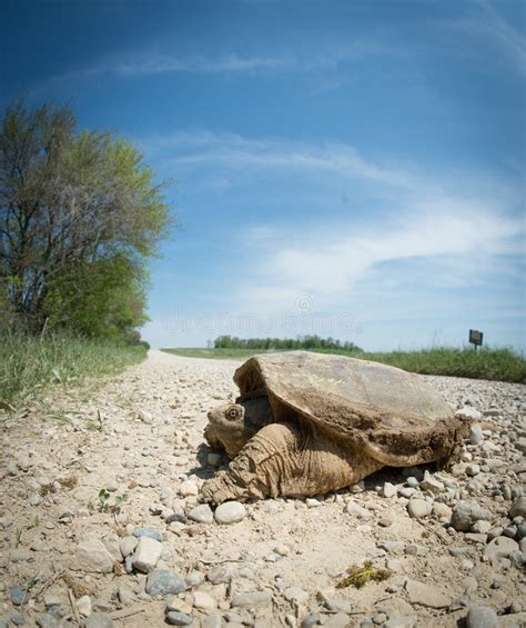 Common Snapping Turtle Stock Photo Image Of Danger Turtle 54857576