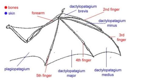 Burgund Hexe Korrespondent Mechanical Bat Wings Unterhaltung Wunder Charta