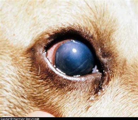 Do You Know What You Are Vaccinating Your Dog Against Adenovirus