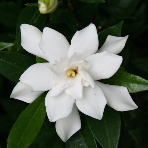 Plant Guide Gardenia Bees And Roses
