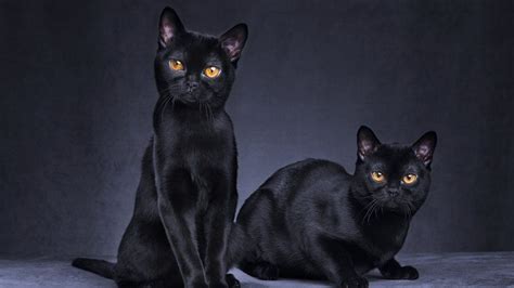 Black Cats Give Them Some Love Bbc Newsround