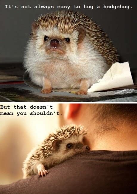 See more ideas about animals, funny animals, funny animal quotes. Hedgehogs | Funny Pictures, Quotes, Pics, Photos, Images ...