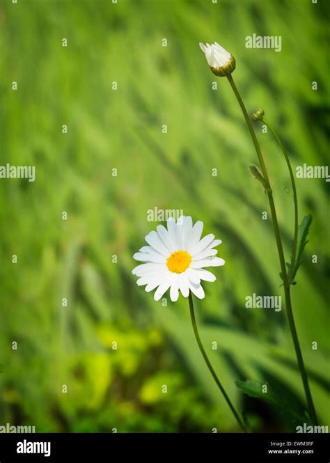 Camomile On Blurred Garden Background Stock Photo Alamy