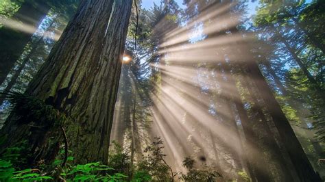 California Redwood Forest Wallpapers 4k Hd California Redwood Forest