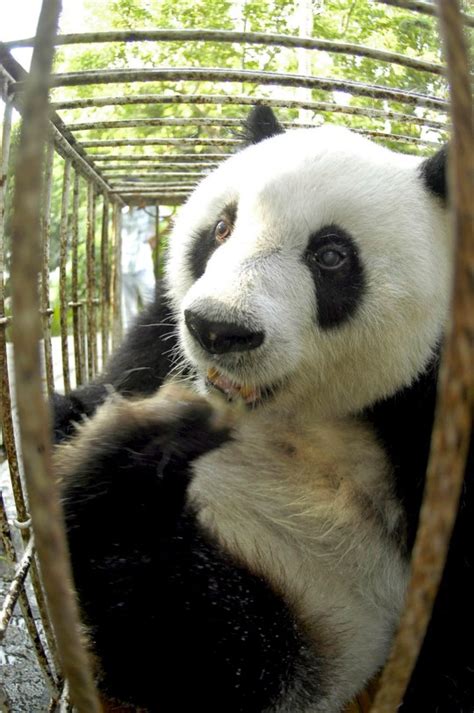 Basi The Worlds Oldest Panda Dies Aged 37 Metro News
