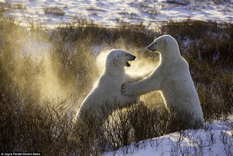 Polar Bears Polar Bear Fight