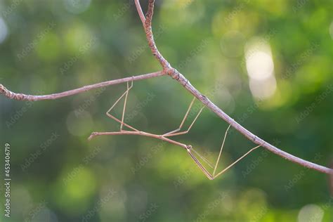 Walking Stick Insect Or Phasmids Phasmatodea Or Phasmatoptera Also