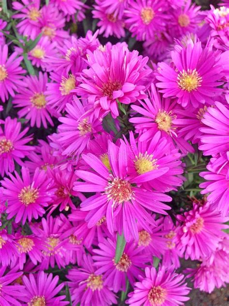 Vibrant Purple Cape Marguerite Daisy Flower Stock Photo Image Of