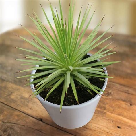 Agave Stricta Nana Achats Avantageux Sur