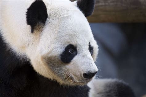 Panda Updates Friday September 20 Zoo Atlanta