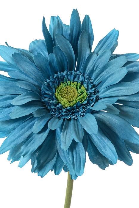 29 Gerbera Daisy Dark Turquoise