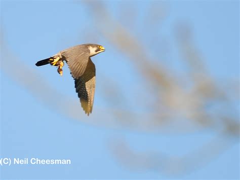 British Wildlife Photography Peregrine Falcon
