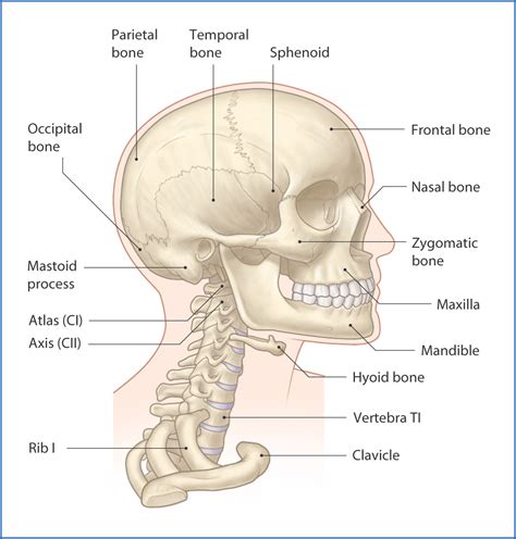 Introduction To The Head And Neck Basicmedical Key