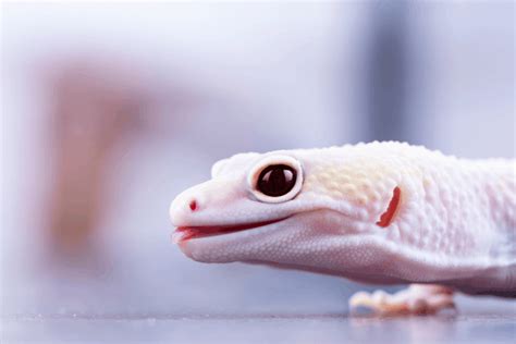 Why Leopard Geckos Open And Close Mouth Gaping