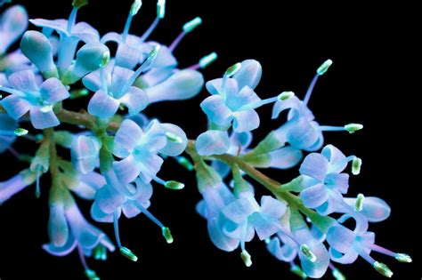 Photographer Captures The Fluorescence Of Flowers Under Ultraviolet