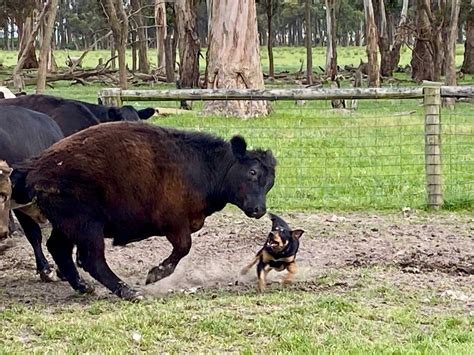 Beloka Gus Iv Beloka Kelpie Stud And Working Dog Training