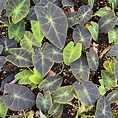 Colocasia esculenta 'Illustris' - Imperial Taro (4.5" Pot) | Little ...