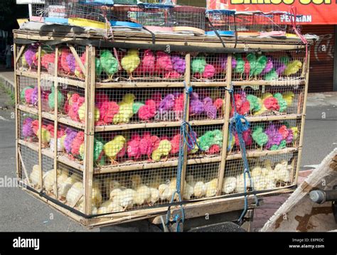 Coloured Chickens Ubud Bali Indonesia Stock Photo Alamy