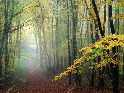 Misty Forest Path In The Fall — Stock Photo © Sequoia 7519803