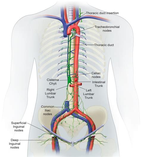 What Trunks Drain Into The Thoracic Duct Best Drain Photos Primagemorg
