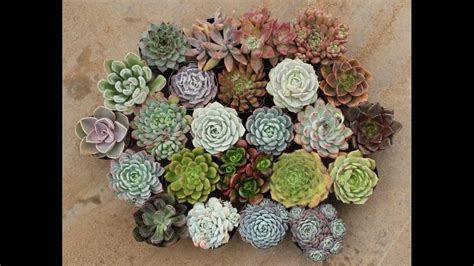 How To Take Care Of Your Succulents In The Winter Youtube