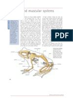 Frog Dissection: Skeletal and Muscular Systems | Vertebra | Skull