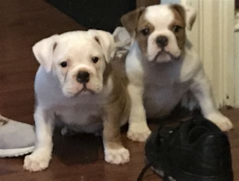 A+ rating with the bbb. Old English Bulldog Puppies For Sale | New Bedford, MA #193272